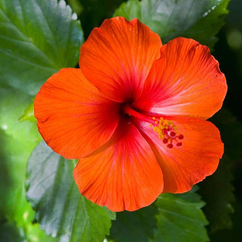 what is gumamela flower