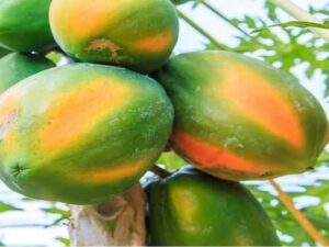 papaya seeds